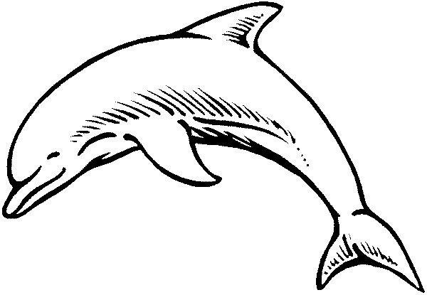 Coloring page: Dolphin (Animals) #5120 - Free Printable Coloring Pages