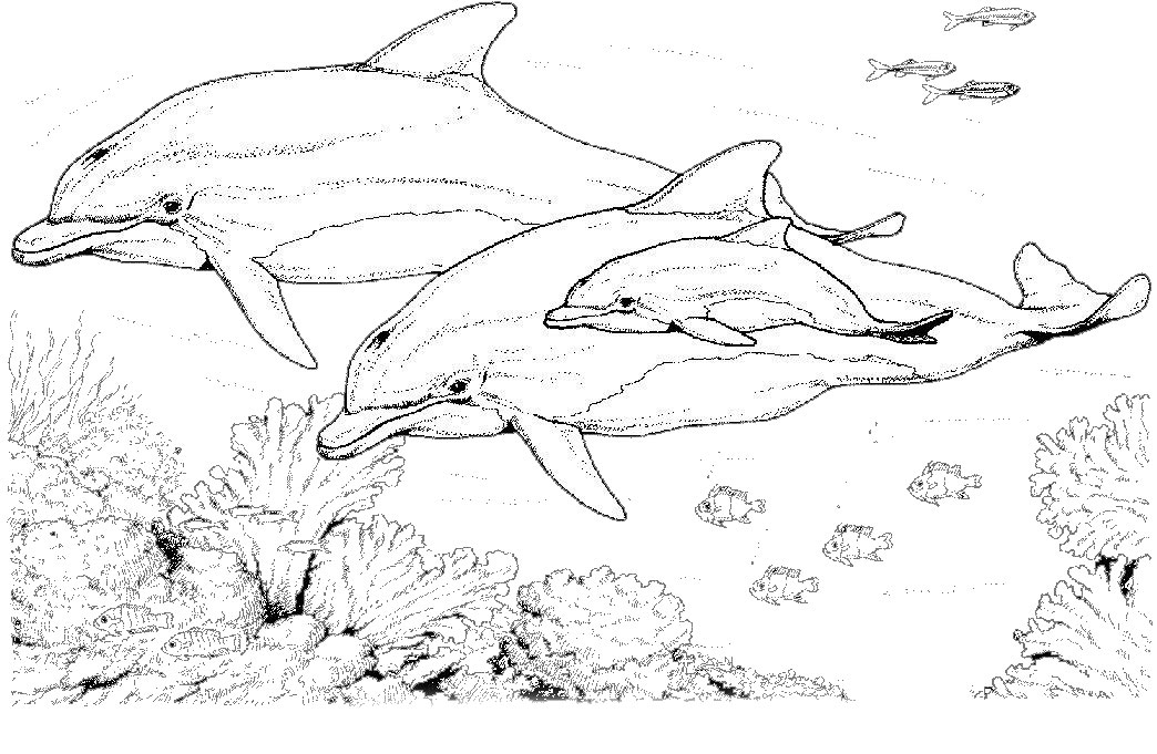 Coloring page: Dolphin (Animals) #5168 - Free Printable Coloring Pages