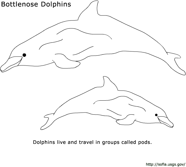 Coloring page: Dolphin (Animals) #5189 - Free Printable Coloring Pages