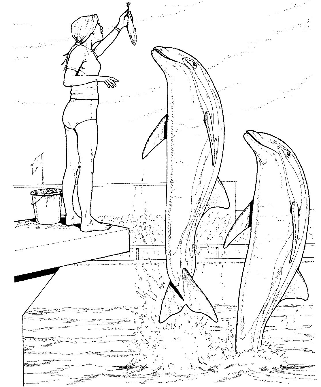  Miami Dolphin Coloring Pages Free Best