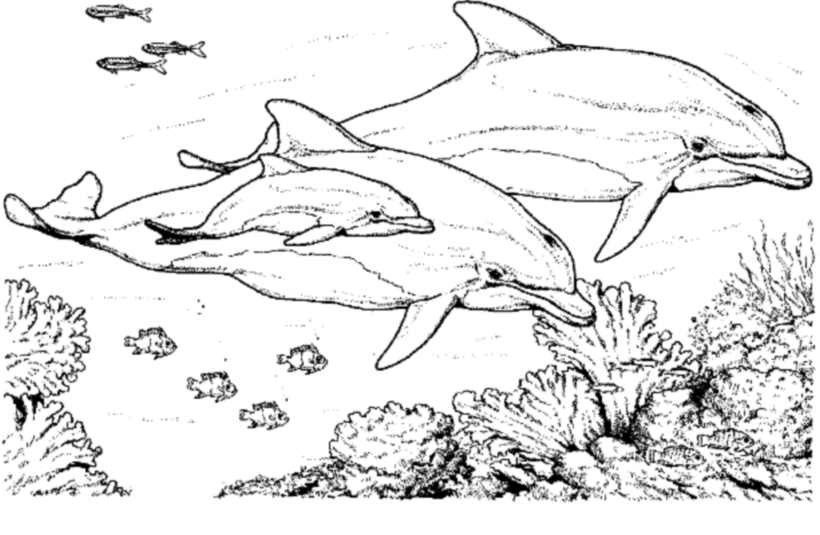 Coloring page: Dolphin (Animals) #5195 - Free Printable Coloring Pages