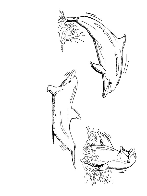 Coloring page: Dolphin (Animals) #5215 - Free Printable Coloring Pages