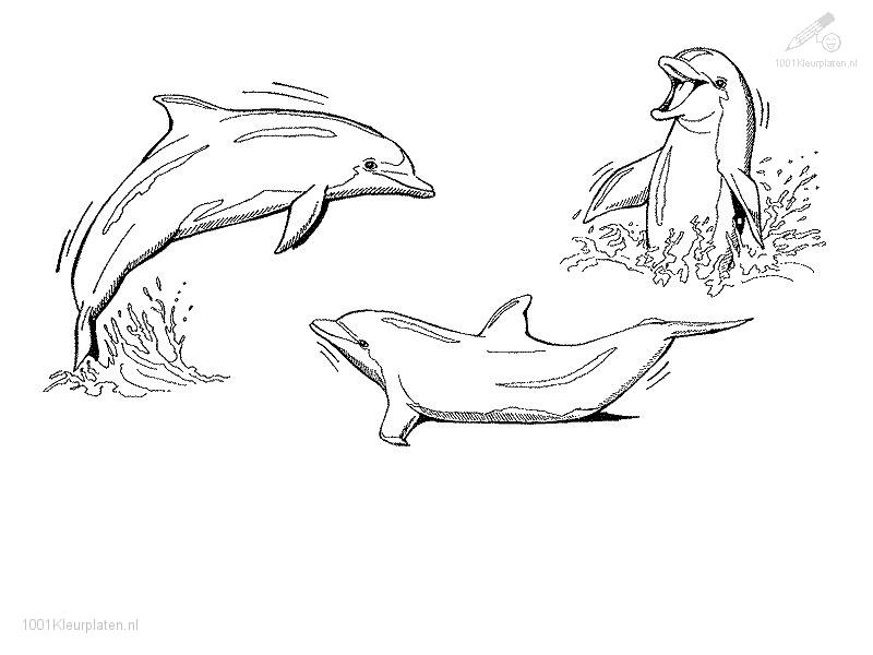 Coloring page: Dolphin (Animals) #5230 - Free Printable Coloring Pages