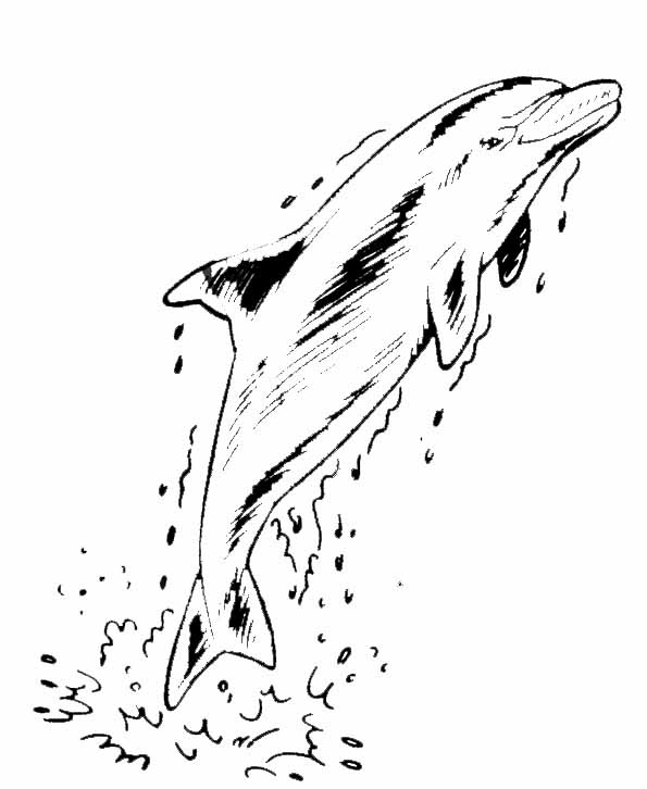 Coloring page: Dolphin (Animals) #5246 - Free Printable Coloring Pages