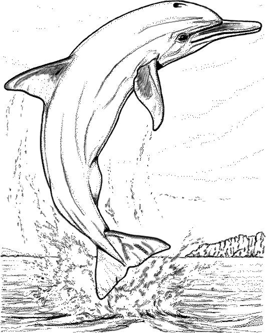 Coloring page: Dolphin (Animals) #5247 - Free Printable Coloring Pages
