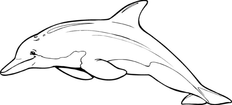 Coloring page: Dolphin (Animals) #5253 - Free Printable Coloring Pages
