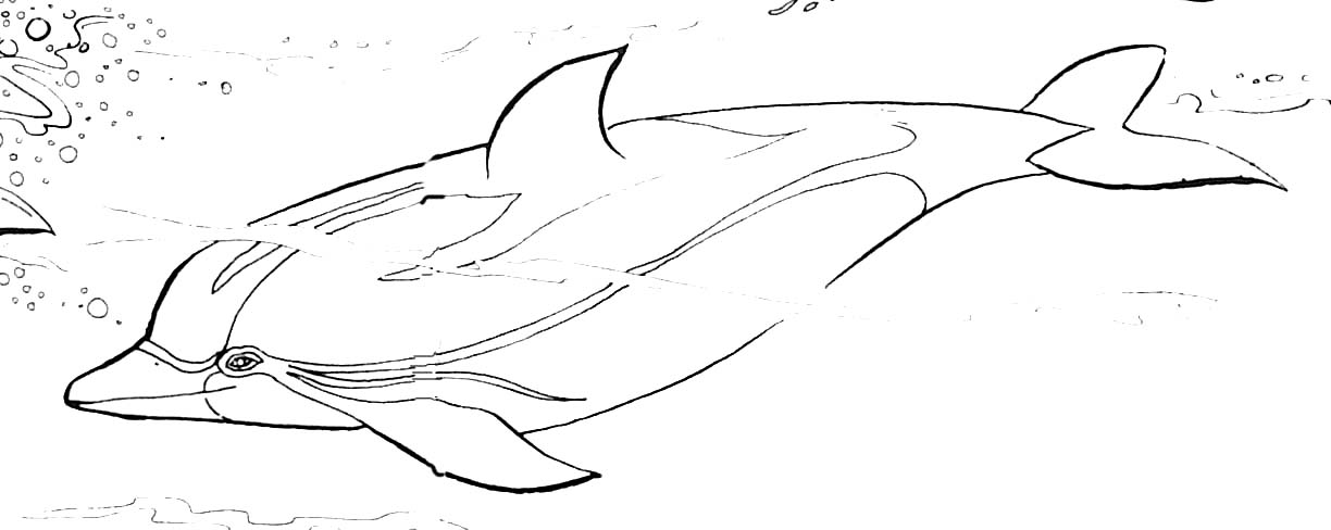 Coloring page: Dolphin (Animals) #5263 - Free Printable Coloring Pages