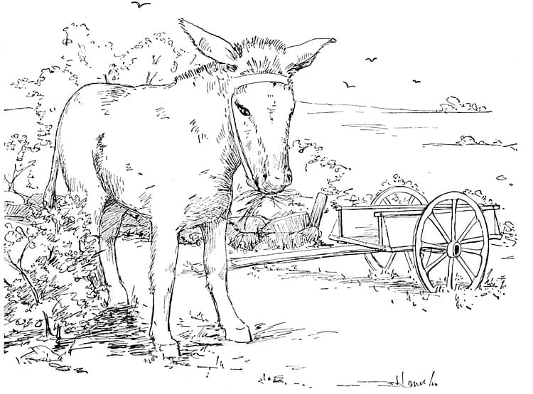 Free printable Donkey coloring page #197891 from Animals collection