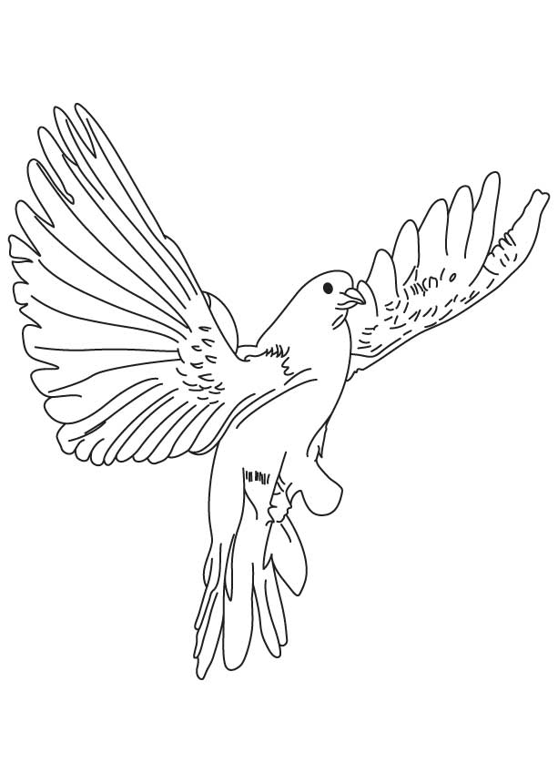 Coloring page: Dove (Animals) #3923 - Free Printable Coloring Pages
