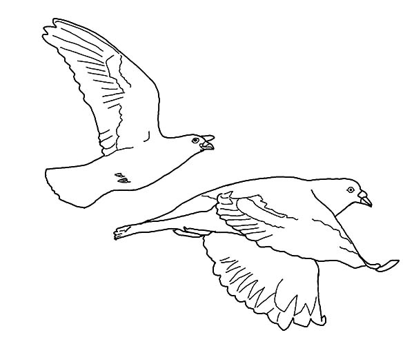 Coloring page: Dove (Animals) #3965 - Free Printable Coloring Pages
