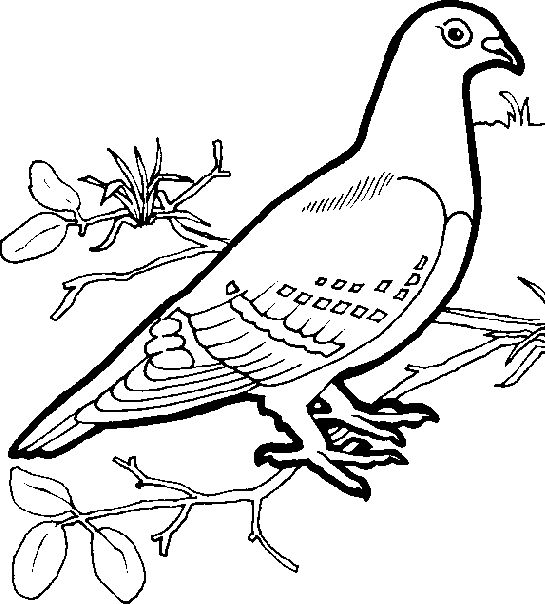 Drawing Dove #4020 (Animals) – Printable coloring pages