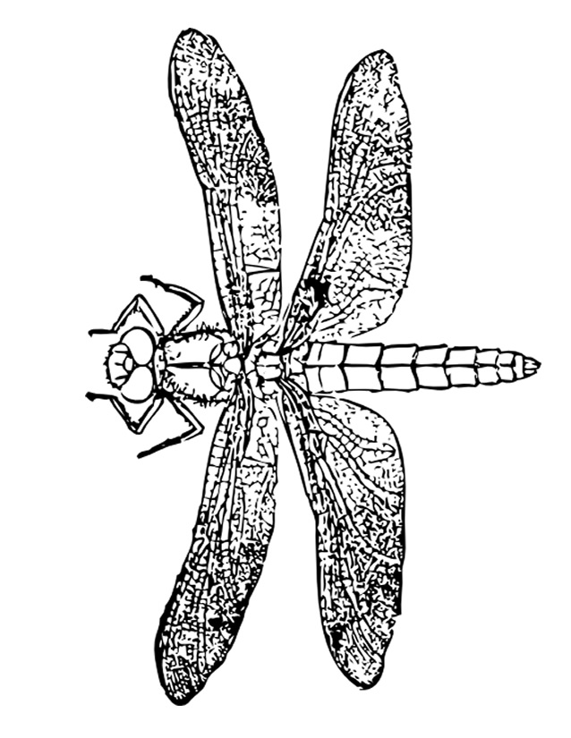 Coloring page: Dragonfly (Animals) #10011 - Free Printable Coloring Pages