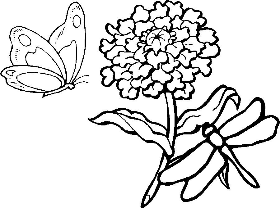 Coloring page: Dragonfly (Animals) #10023 - Free Printable Coloring Pages