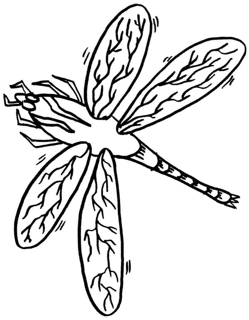 Coloring page: Dragonfly (Animals) #10036 - Free Printable Coloring Pages
