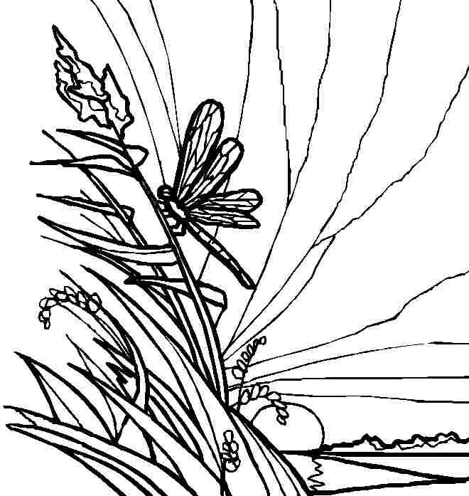 Coloring page: Dragonfly (Animals) #10039 - Free Printable Coloring Pages