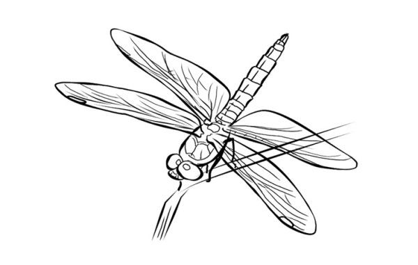 Coloring page: Dragonfly (Animals) #10067 - Free Printable Coloring Pages