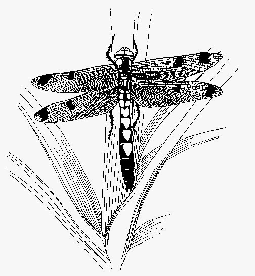 Coloring page: Dragonfly (Animals) #10070 - Free Printable Coloring Pages