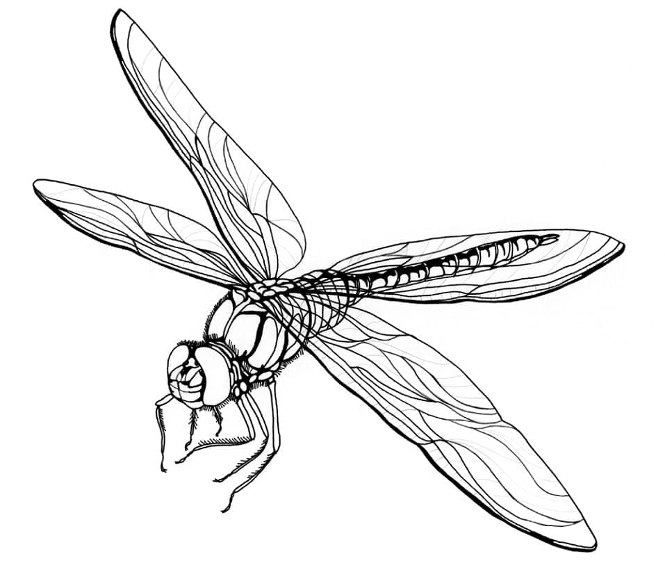 Free printable Dragonfly coloring page #196568 from Animals collection