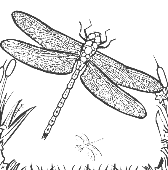 Coloring page: Dragonfly (Animals) #9879 - Free Printable Coloring Pages