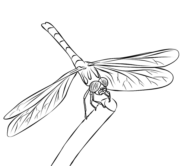 Coloring page: Dragonfly (Animals) #9895 - Free Printable Coloring Pages