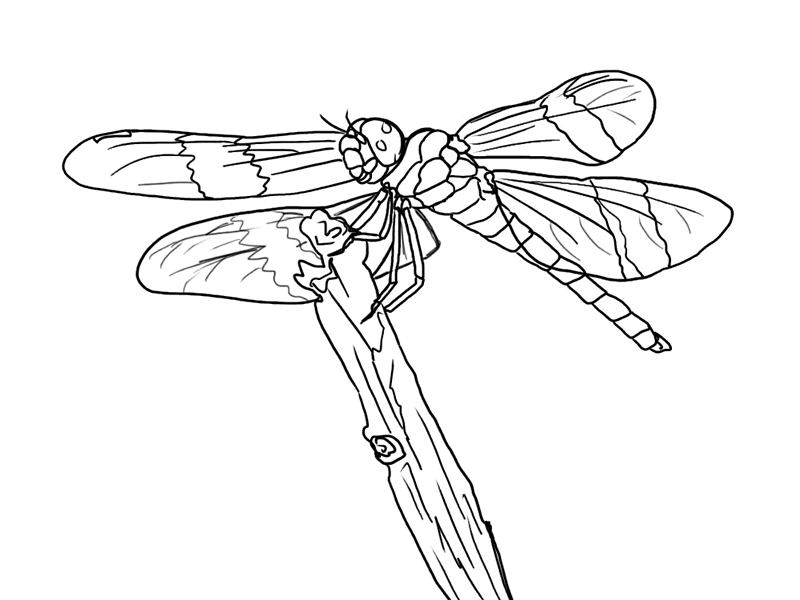 Coloring page: Dragonfly (Animals) #9897 - Free Printable Coloring Pages
