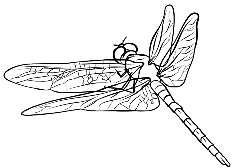Coloring page: Dragonfly (Animals) #9908 - Free Printable Coloring Pages