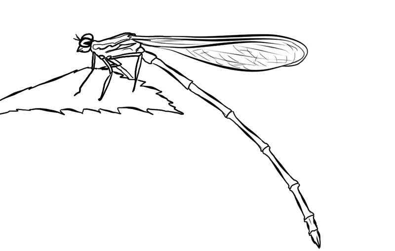 Coloring page: Dragonfly (Animals) #9914 - Free Printable Coloring Pages