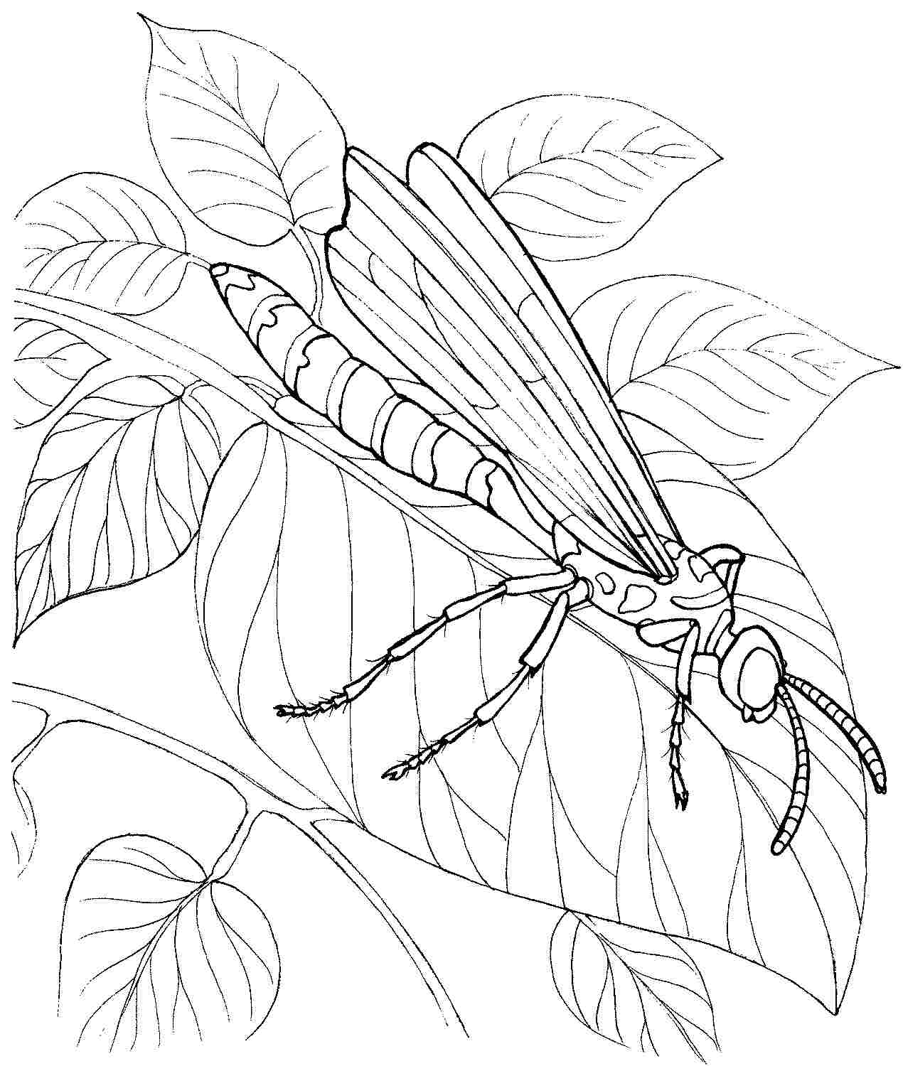 Coloring page: Dragonfly (Animals) #9932 - Free Printable Coloring Pages