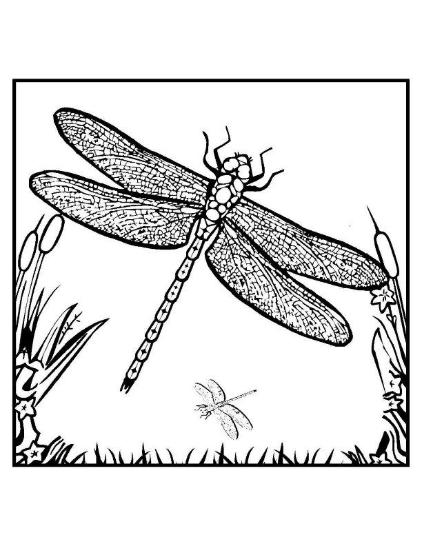 Coloring page: Dragonfly (Animals) #9936 - Free Printable Coloring Pages
