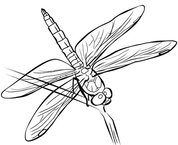 Coloring page: Dragonfly (Animals) #9946 - Free Printable Coloring Pages