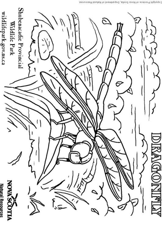 Coloring page: Dragonfly (Animals) #9948 - Free Printable Coloring Pages