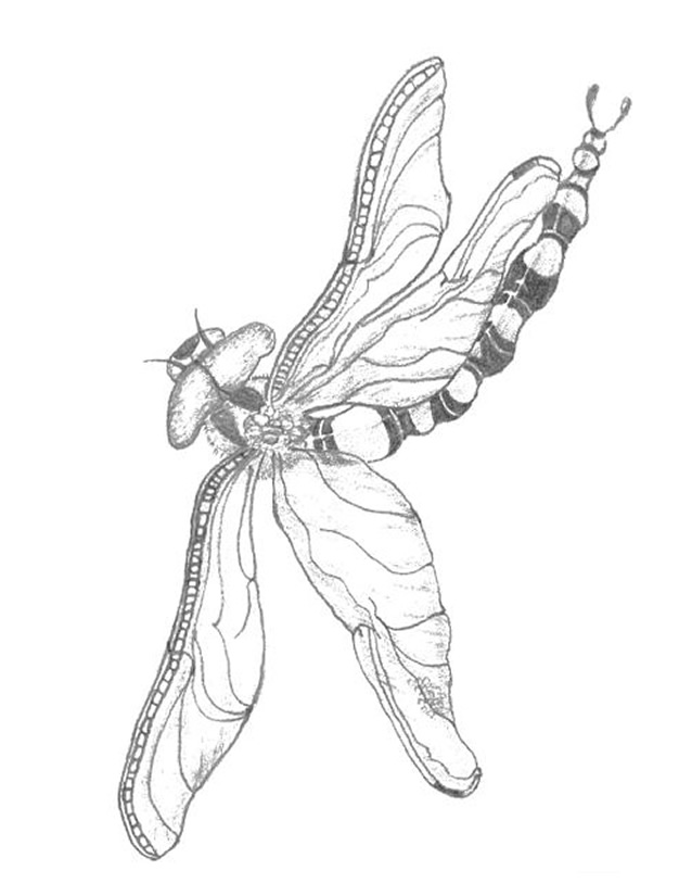 Coloring page: Dragonfly (Animals) #9968 - Free Printable Coloring Pages