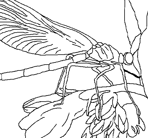 Coloring page: Dragonfly (Animals) #9979 - Free Printable Coloring Pages