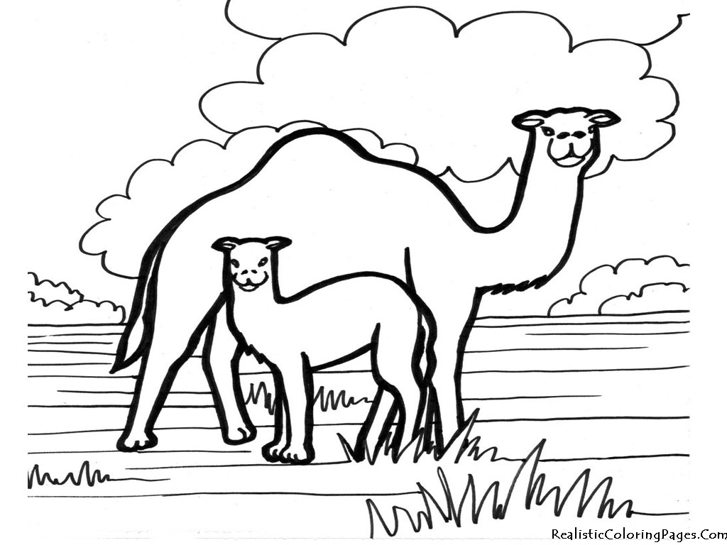 Coloring page: Dromedary (Animals) #5904 - Free Printable Coloring Pages