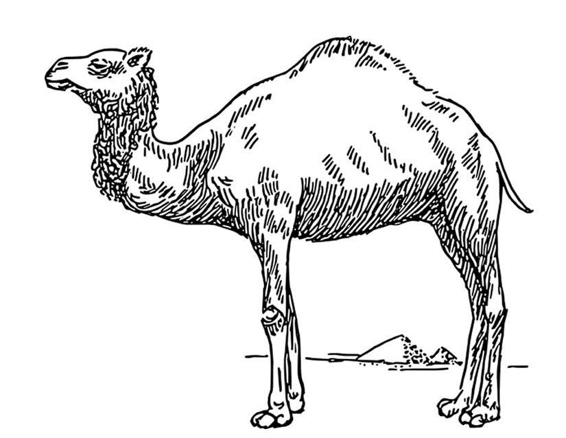 Coloring page: Dromedary (Animals) #5908 - Free Printable Coloring Pages