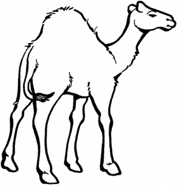 Coloring page: Dromedary (Animals) #5935 - Free Printable Coloring Pages