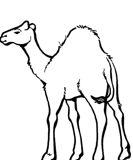 Coloring page: Dromedary (Animals) #5954 - Free Printable Coloring Pages