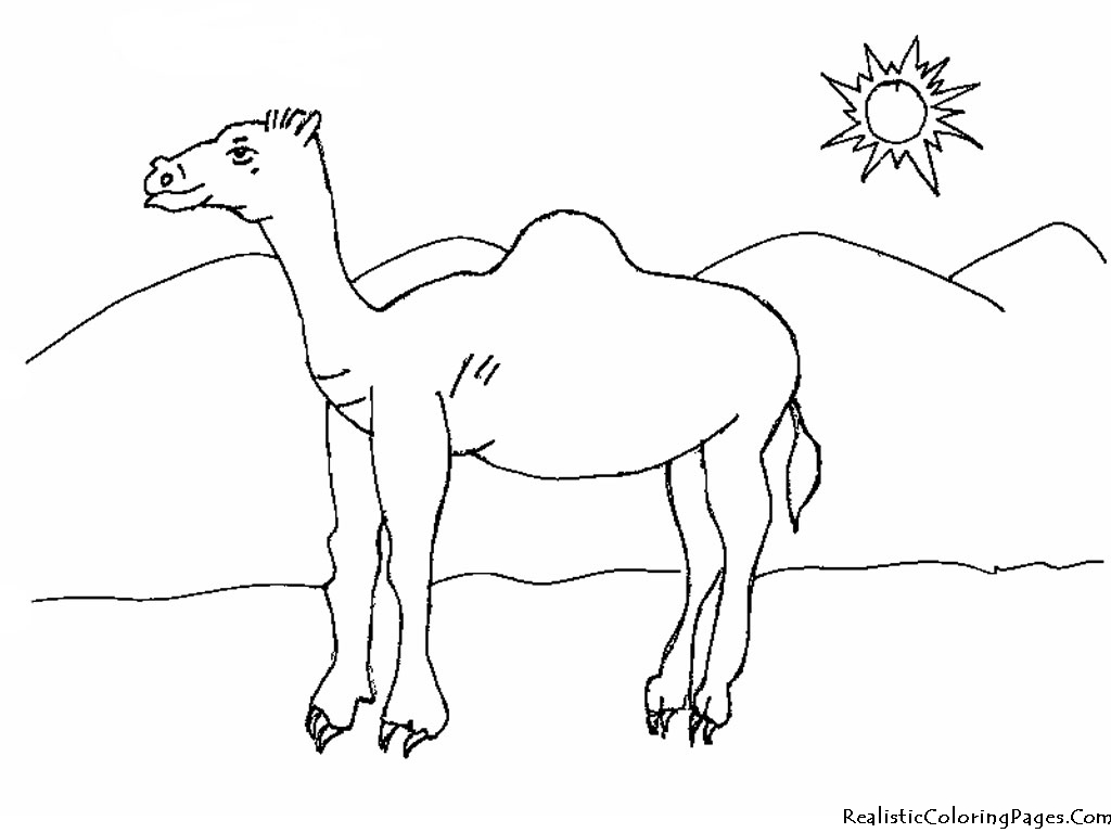 Coloring page: Dromedary (Animals) #5964 - Free Printable Coloring Pages