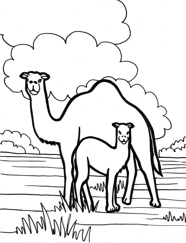 Coloring page: Dromedary (Animals) #5968 - Free Printable Coloring Pages
