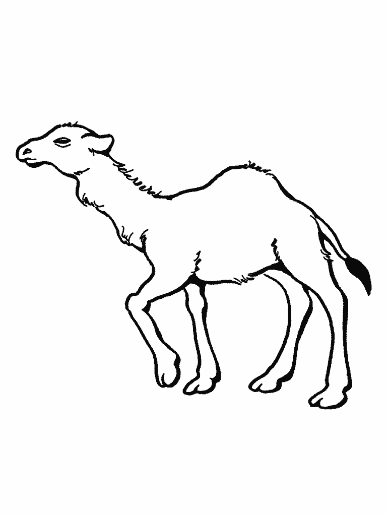 Coloring page: Dromedary (Animals) #5969 - Free Printable Coloring Pages