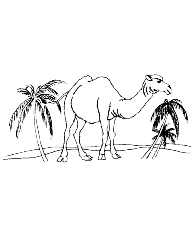 Coloring page: Dromedary (Animals) #5975 - Free Printable Coloring Pages