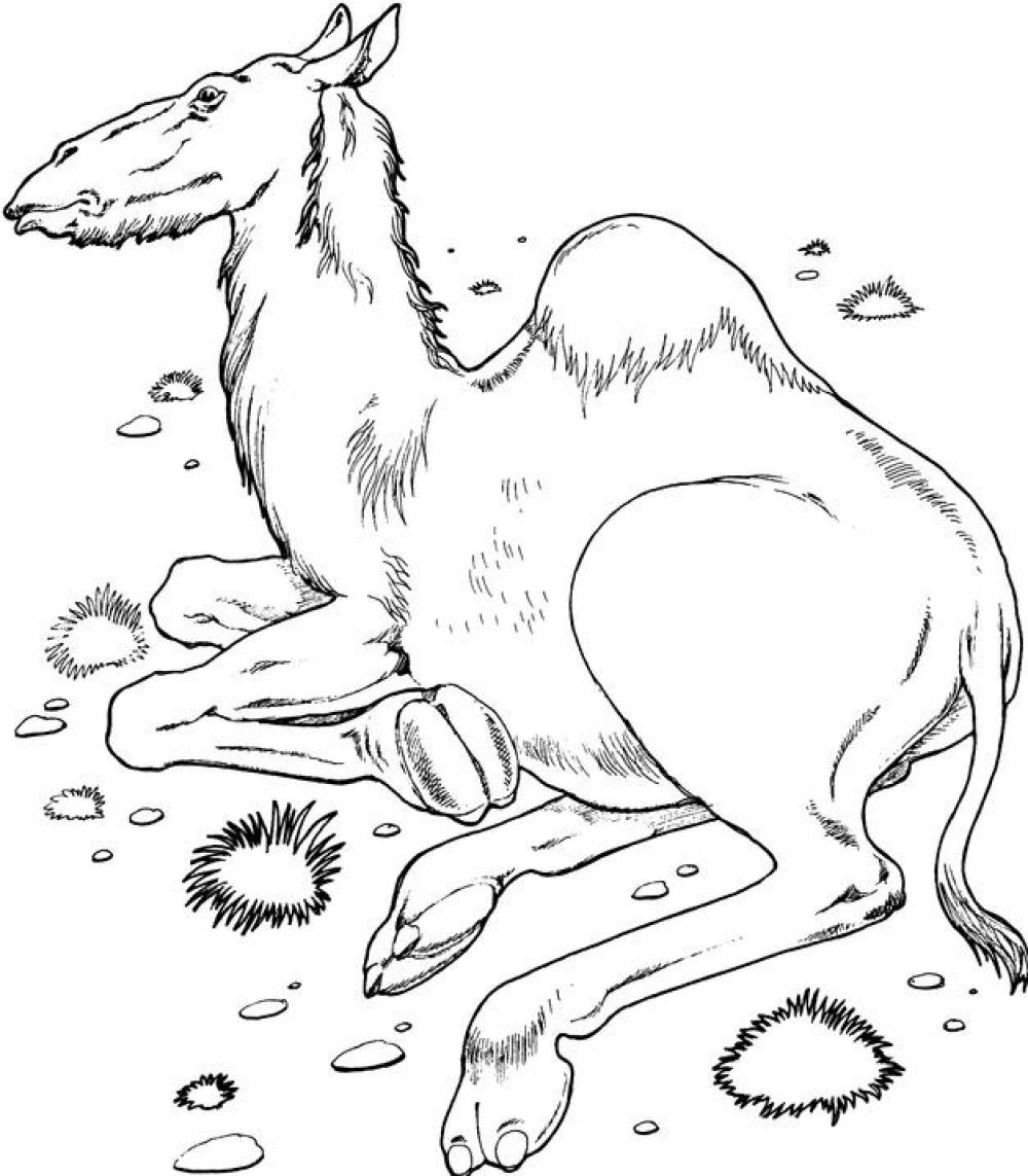 Coloring page: Dromedary (Animals) #5979 - Free Printable Coloring Pages