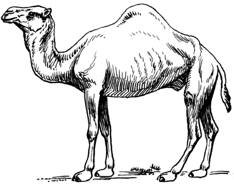 Coloring page: Dromedary (Animals) #5999 - Free Printable Coloring Pages