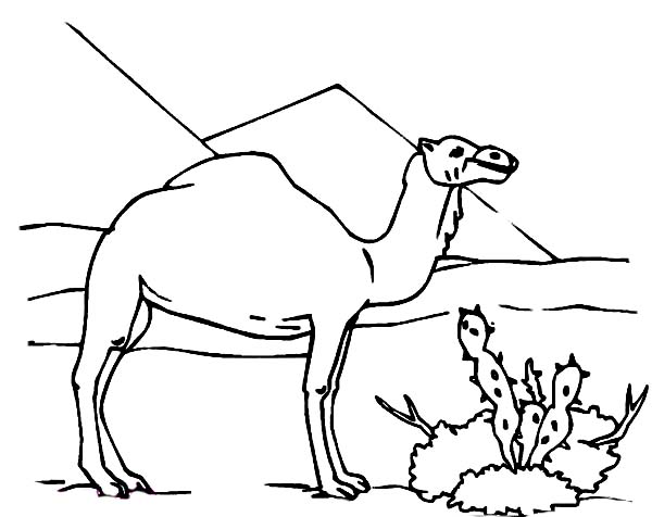 Coloring page: Dromedary (Animals) #6022 - Free Printable Coloring Pages