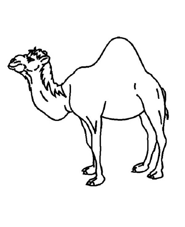 Coloring page: Dromedary (Animals) #6040 - Free Printable Coloring Pages