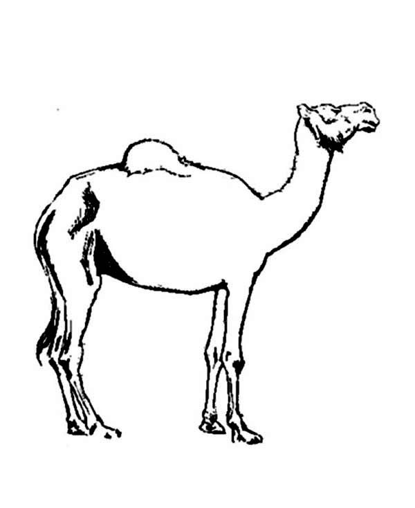 Coloring page: Dromedary (Animals) #6055 - Free Printable Coloring Pages