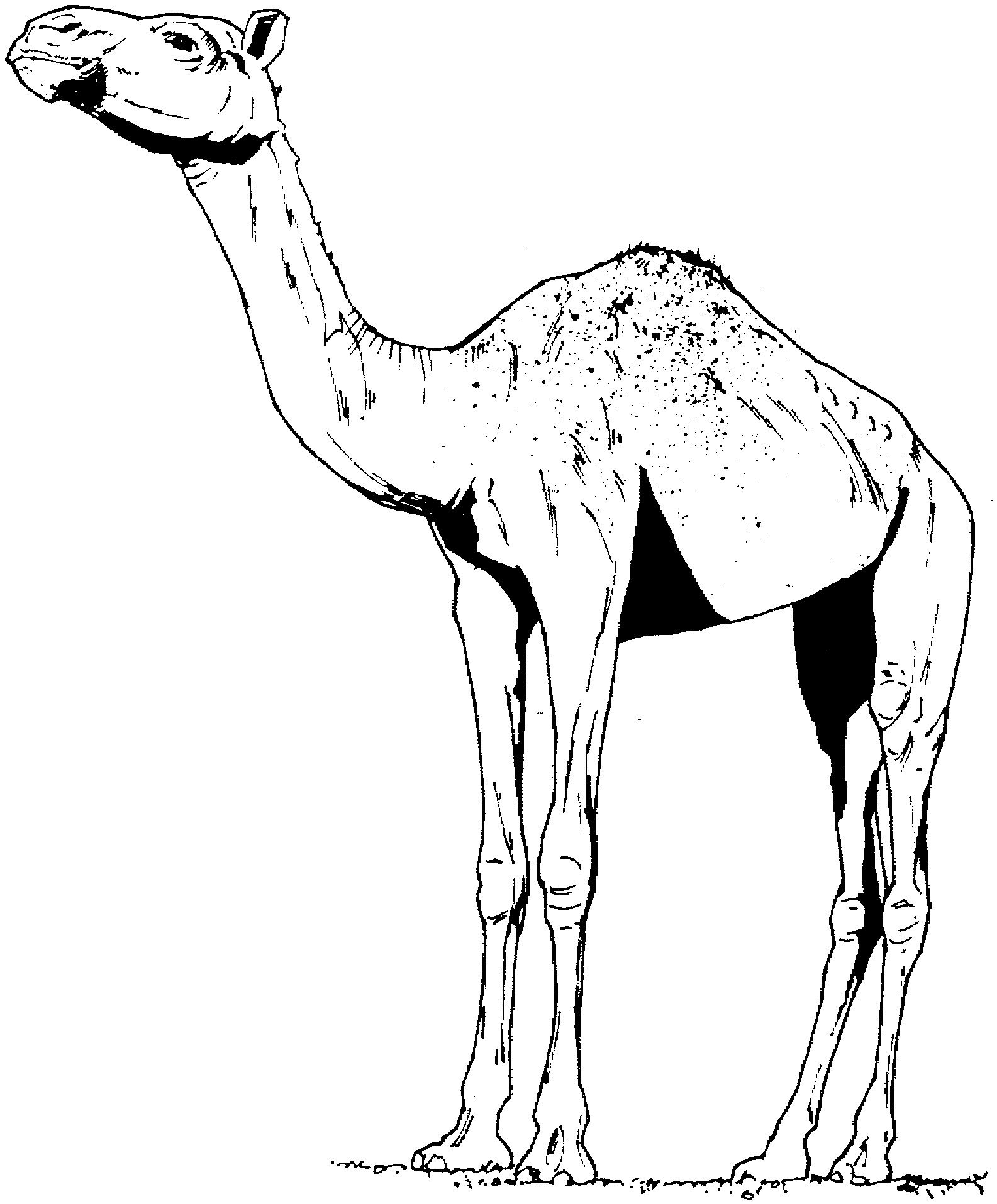 Coloring page: Dromedary (Animals) #6068 - Free Printable Coloring Pages