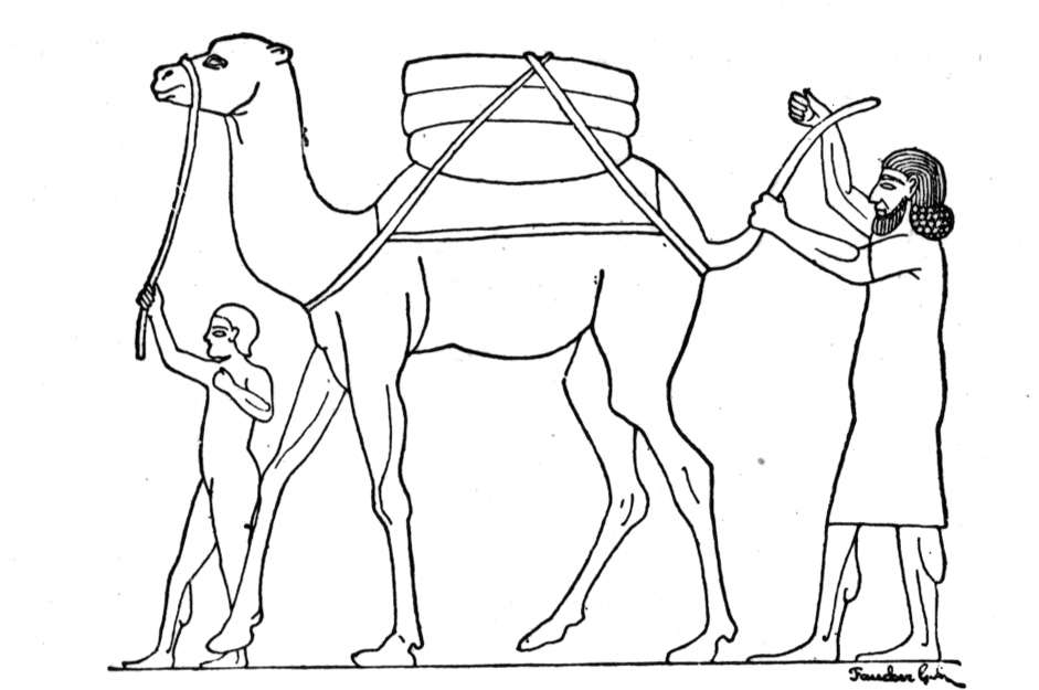 Coloring page: Dromedary (Animals) #6072 - Free Printable Coloring Pages