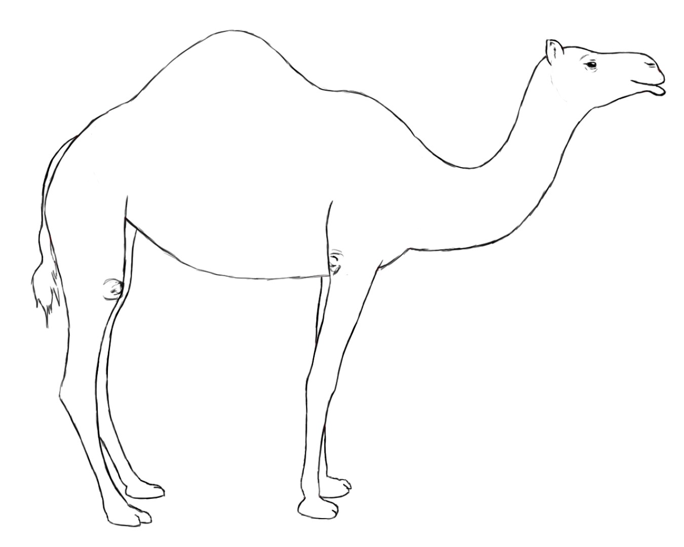 Coloring page: Dromedary (Animals) #6084 - Free Printable Coloring Pages