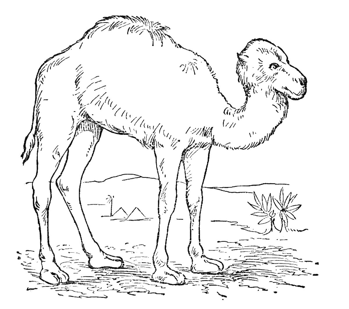 Coloring page: Dromedary (Animals) #6087 - Free Printable Coloring Pages